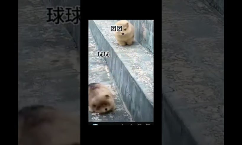 Twins Cutest puppies on stairs  #viral #trending #shorts
