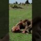 Two male lions fight till death brutal and bloody