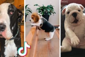 Ultimate Funny Dogs Compilation! 🐕 Most Viral DOGS on the internet! 🥰