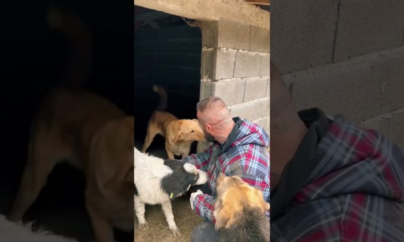 💪 Unleashing Hope: Heartwarming Dog Rescues in Bosnia! 🐶❤️