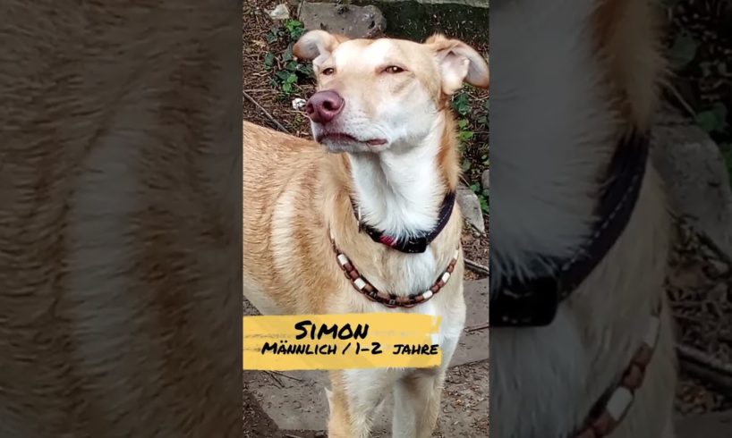 Unsere Pfleghunde in Deutschland warten darauf, adoptiert zu werden und eure Herzen zu erobern