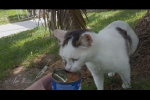 Watch This Cat's Epic Struggle For Survival You WON'T Believe What Happens Next! ANIMAL RESCUE 2023