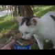 Watch This Cat's Epic Struggle For Survival You WON'T Believe What Happens Next! ANIMAL RESCUE 2023