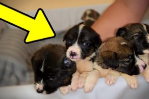 We Rescued a Box Full of Puppies
