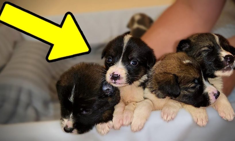 We Rescued a Box Full of Puppies