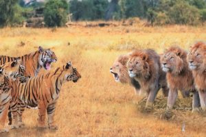 When Tigers And Lions Face Each Other