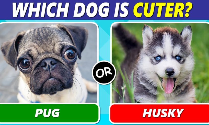 Which Dog is Your Favorite? (Dog Lover Edition)
