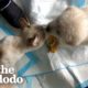 Wild Child Kitten Grows Up Looking After Rescue Puppies | The Dodo