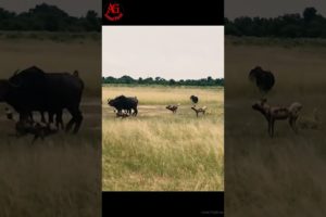 Wild dog attacks baby buffalo | Animal Fight | Animal World |#Short