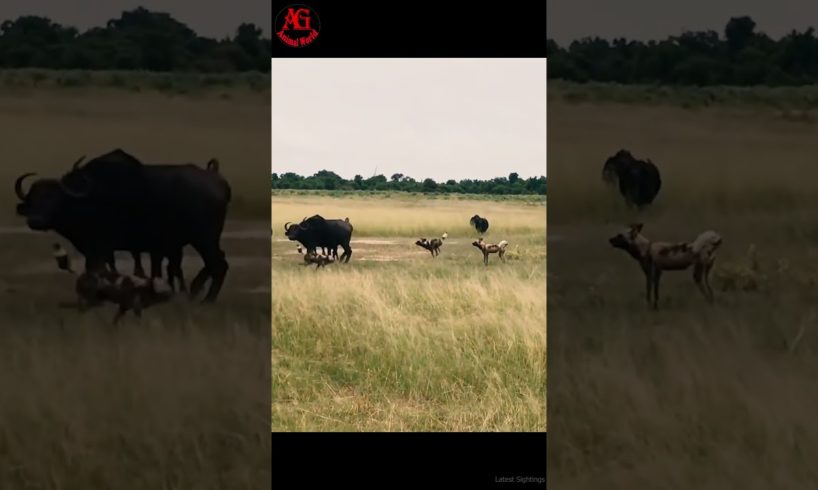 Wild dog attacks baby buffalo | Animal Fight | Animal World |#Short