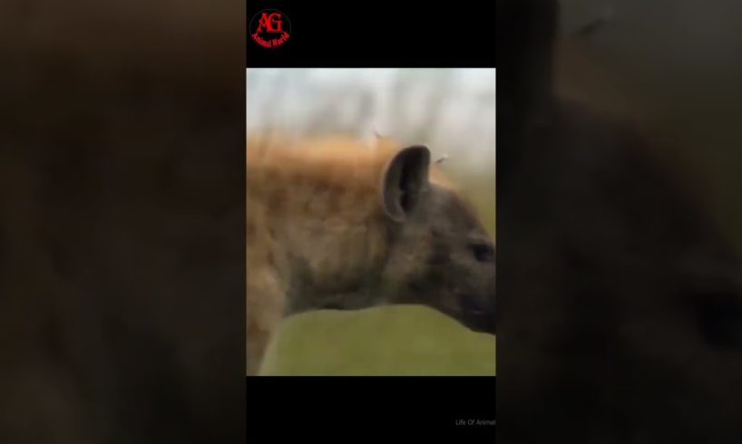 Wildebeest escaped death before the sharp teeth of the hyena | Animal Fight | Animal World |#Short