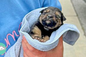 Woman Didn’t Believe This Pup Would Survive. He Shocked Everyone | Cuddle Buddies