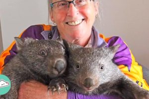 Woman Says A Bittersweet Goodbye To Wombats Saved From Rough Past | Cuddle Buddies