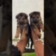World Cutest puppies