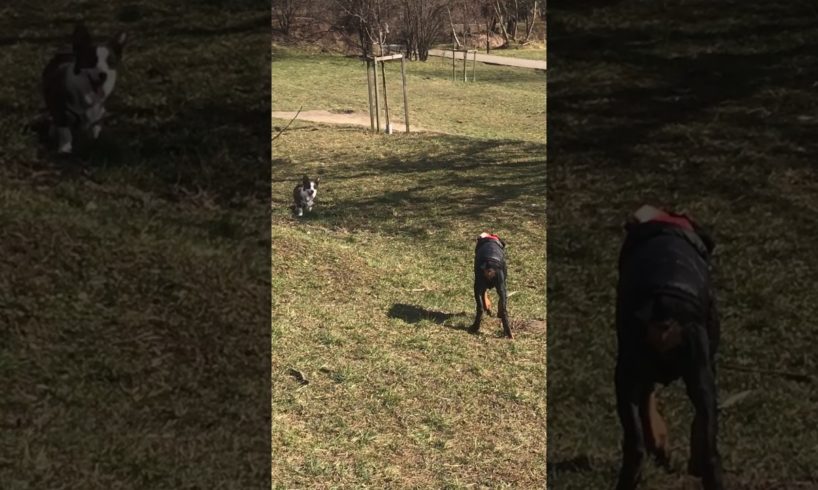 You sould watch! Doberman puppy play with young Corgi. Cutest dogs ever #doberman #socialization