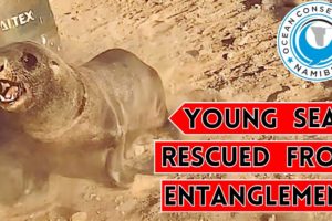 Young Seal Rescued From Entanglement