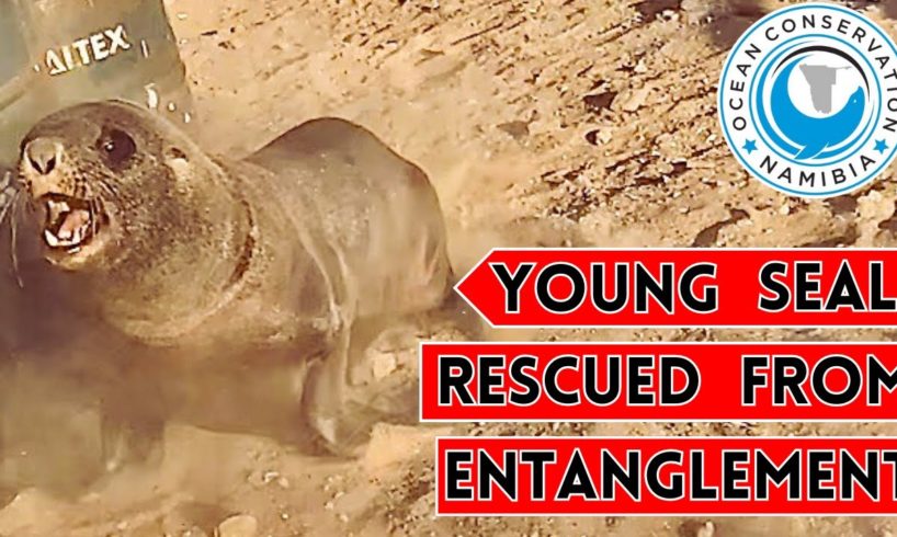 Young Seal Rescued From Entanglement