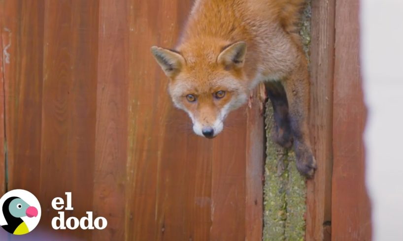 Zorrita agresiva atorada en una cerca es rescatada | El Dodo