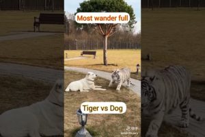 animal fights🐕🐅#shorts#youtubeshorts