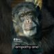 #animals #animallover #animalshorts #chimpanzee #animalkindom #viral #animal #animalshortvideo