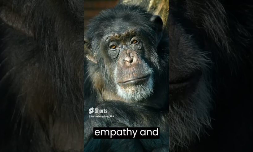 #animals #animallover #animalshorts #chimpanzee #animalkindom #viral #animal #animalshortvideo