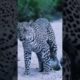 baby leopard playing।#shorts #animals #nature #leopard #shortsfeed