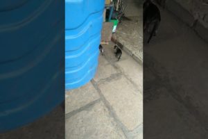 cat playing video #cat #video #viral #playing #catlover #shorts #youtubeshorts #shorts #mau#catbaby