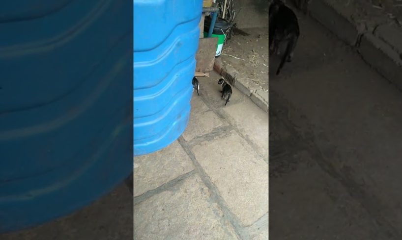 cat playing video #cat #video #viral #playing #catlover #shorts #youtubeshorts #shorts #mau#catbaby