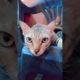 #cat 🐾🐈 with kitten🐾🐾 #kitten_love_short_shorts_viral_fun_tiktok_video