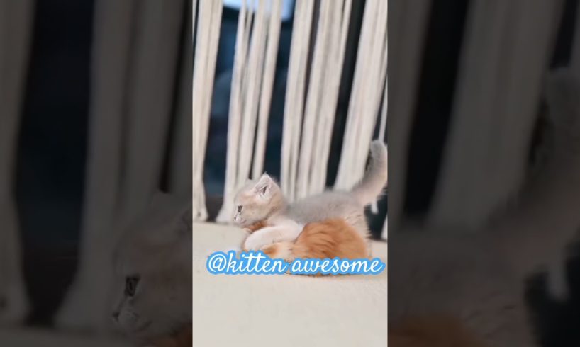 cute cat💞 with playing gameplay💞#shortvideo #cute #cutekitty #cat #catlover #animal #catvideos
