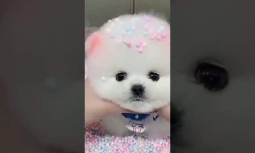 cute 🥰🥰🥰🥰🥰🥰 #cute #cutebaby #shorts #shortsfeed #puppy