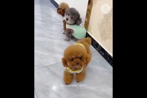 cute dogs nd puppies | Cutest puppies