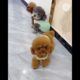 cute dogs nd puppies | Cutest puppies
