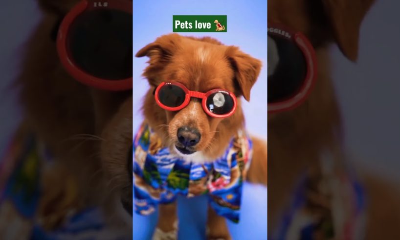 cute dogs 🐕 😍 💕 #shorts #animals #dogs #love #viral #reels #2023