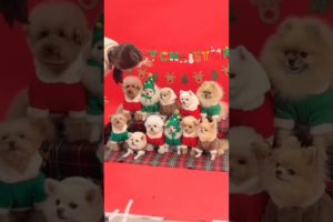 cute puppies celebrating Christmas #cutepuppies #cristmasday #cristmas #funnydog #shorts #viral