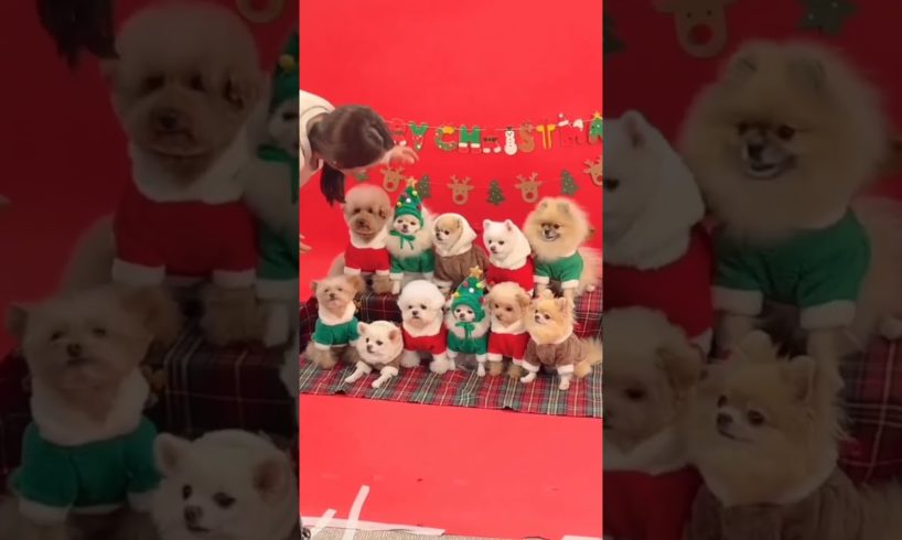 cute puppies celebrating Christmas #cutepuppies #cristmasday #cristmas #funnydog #shorts #viral