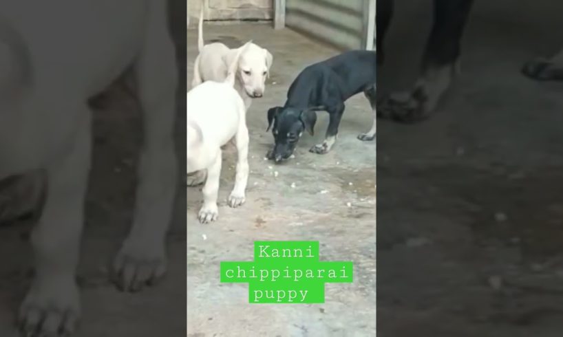 cute puppies doing funny things , cutest puppies in the world 2023  ❤️ #3 cutest Doges