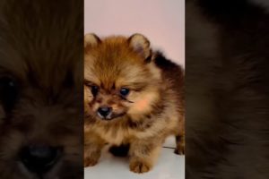 cute puppy 🥰😍#shorts #dog #viral #cute #cutedog #viralvideo #youtubeshort
