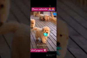 #cutest puppies 🐶🐶🐶 all together #cute 😍😍#cuteanimals #puppies #shorts #ytshorts