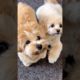 cutest puppies breeds ❤️ #shorts #subscribe #viral #youtubeshorts #trending #doglover