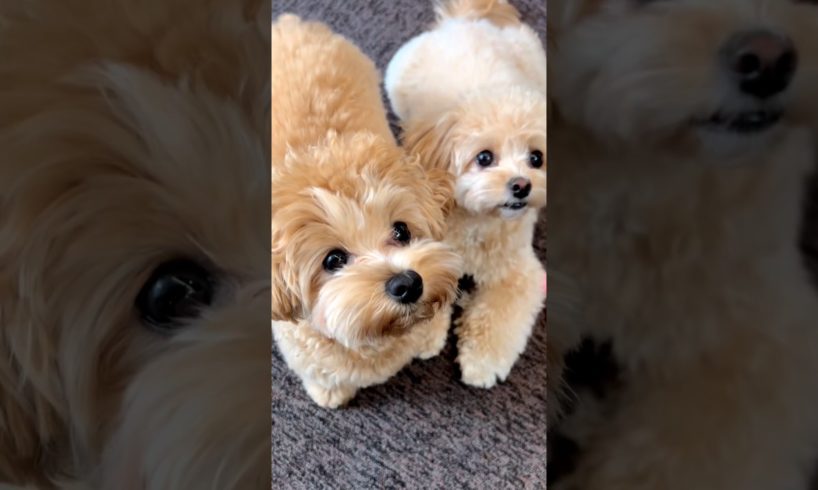 cutest puppies breeds ❤️ #shorts #subscribe #viral #youtubeshorts #trending #doglover