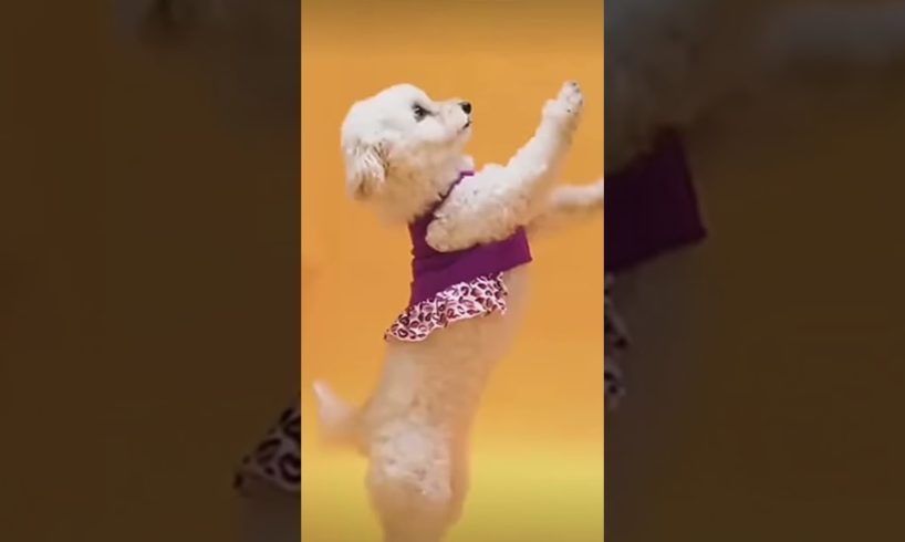 cutest puppies dance🐕❤ funniest puppies🐕❤ #shortvideo #trending #viral #shorts #short