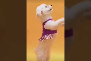 cutest puppies dance।  funniest puppies  #trending #viral #shorts #ytshort