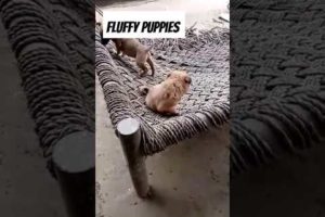 cutest puppies loving owner #puppyvideos #dog #trend #doglover