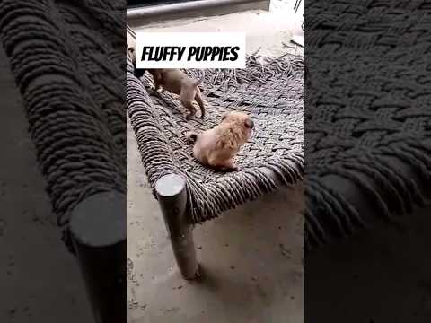 cutest puppies loving owner #puppyvideos #dog #trend #doglover