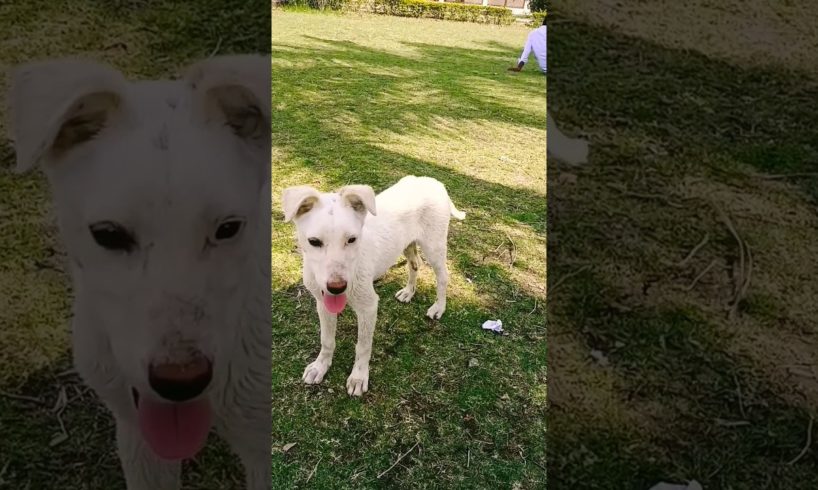 cutest puppies short video |ytshorts 🐕😘🐕😍🐕🥳