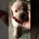 😍 cutest puppy ❤️#youtubeshorts #shortvideo #puppy #labrador #dogs #love 😍#explore #havefun #happy 😘