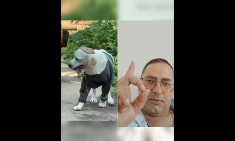 dog 🐶🐕 ki mhanat #doglover #motivationalvideo #educationvideo #shortvideo