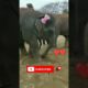 elephant playing in mud #shorts #animals #viral