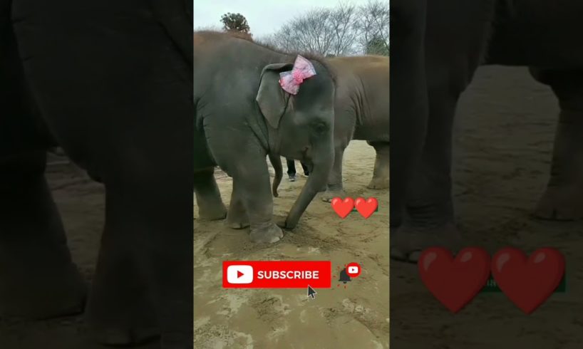 elephant playing in mud #shorts #animals #viral